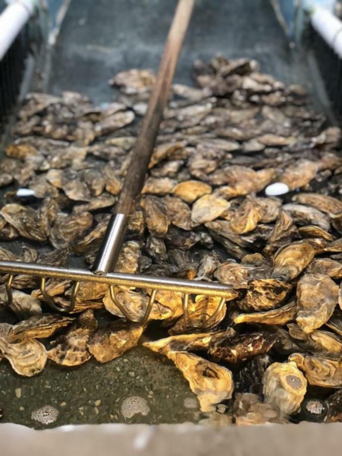 La Source Lejlighed Hermanville-sur-Mer Eksteriør billede